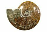 Polished Ammonite (Cleoniceras) Fossil - Madagascar #283425-1